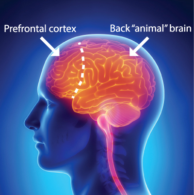 front-back-brain